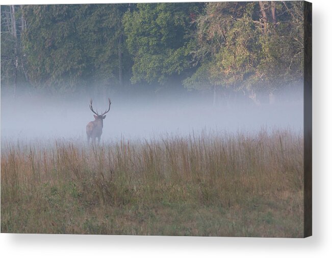 Elk Acrylic Print featuring the photograph Bull Elk Disappearing in Fog - September 30 2016 by D K Wall