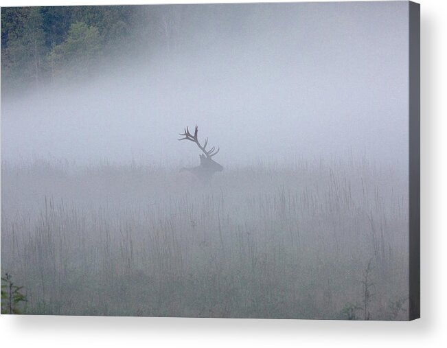 Elk Acrylic Print featuring the photograph Bull Elk in Fog - September 30, 2016 by D K Wall