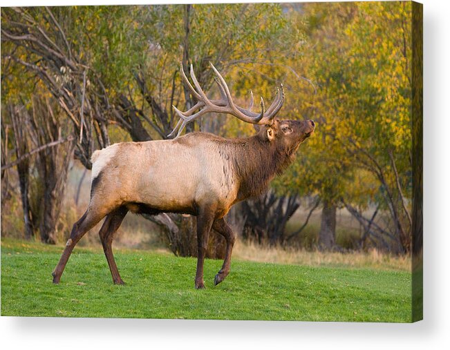 Autumn Acrylic Print featuring the photograph Bull Elk in Rutting Season by James BO Insogna