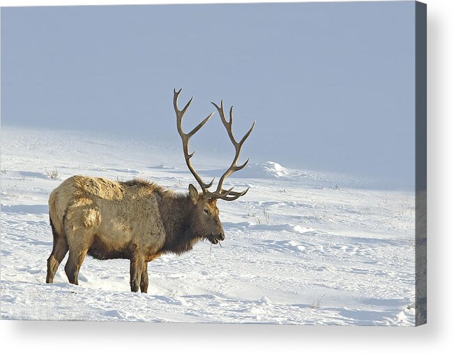 Elk Acrylic Print featuring the photograph Bull Elk In Snow by Gary Beeler