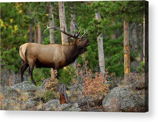 Bull Elk Acrylic Print featuring the photograph Bull Elk in the Fall Rut by Gary Langley