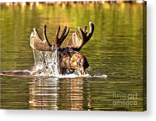 Moose Acrylic Print featuring the photograph Bull Moose Mouthful by Adam Jewell