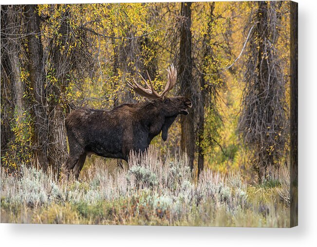 Bull Acrylic Print featuring the photograph Bull Moose Talk by Yeates Photography