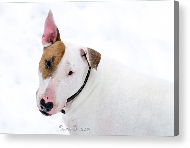 Bull Terrier Acrylic Print featuring the photograph Bull Terrier by Diane Giurco