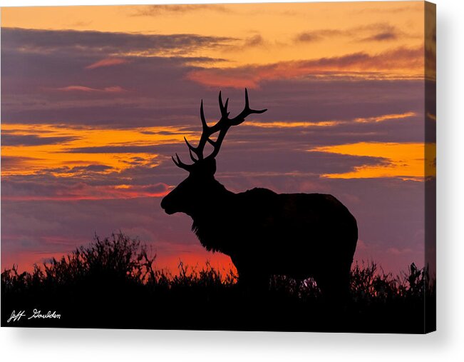 Animal Acrylic Print featuring the photograph Bull Tule Elk Silhouetted at Sunset by Jeff Goulden
