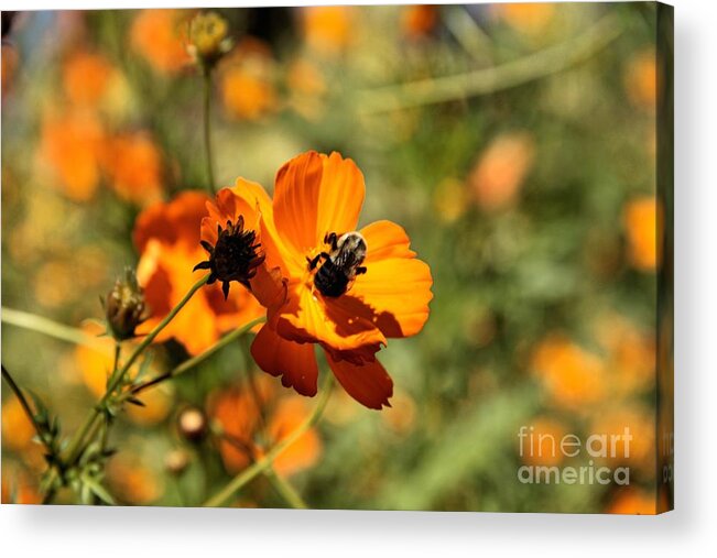 Flowers Acrylic Print featuring the photograph Bumble Bee by Linda James
