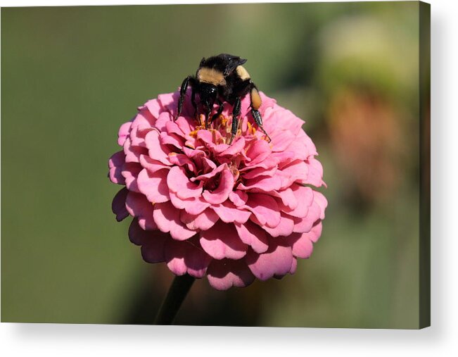 Bumble Bee Acrylic Print featuring the photograph Bumble Bee on Zinnia 2649 by John Moyer