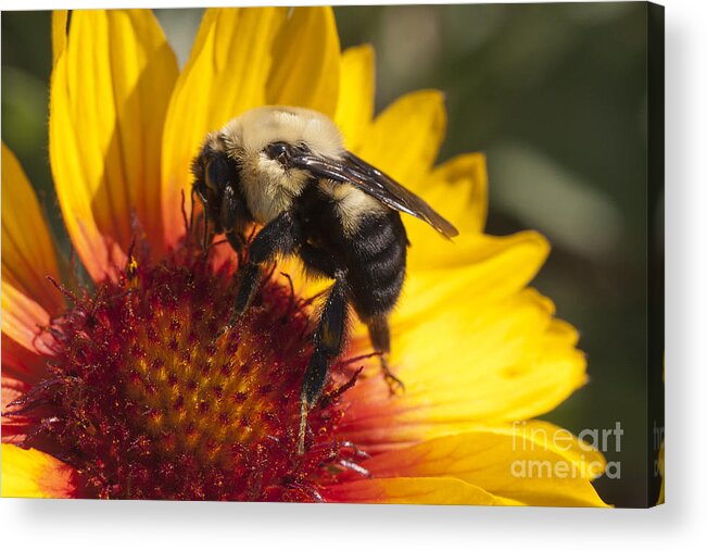 Bee Acrylic Print featuring the photograph Bumble by Douglas Kikendall