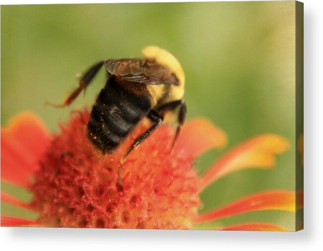 Insect Acrylic Print featuring the photograph Bumblebee by Chris Berry