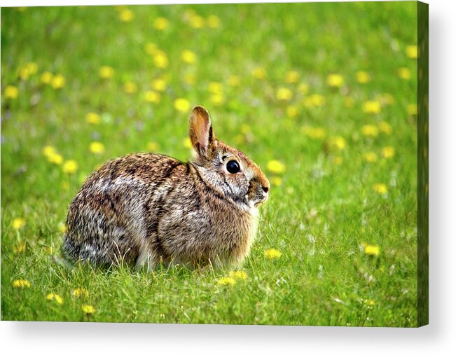 Eastern Cottontail Acrylic Print featuring the photograph Eastern Cottontail Bunny Rabbit by Christina Rollo