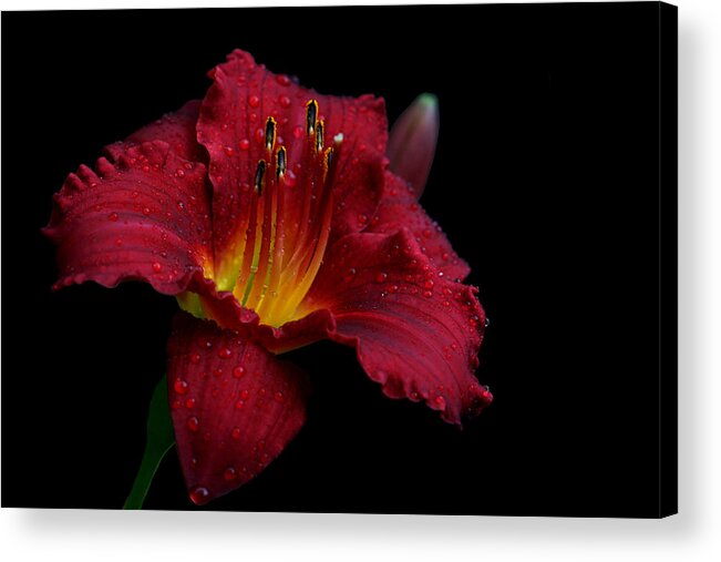 Lily Acrylic Print featuring the photograph Burgundette by Doug Norkum