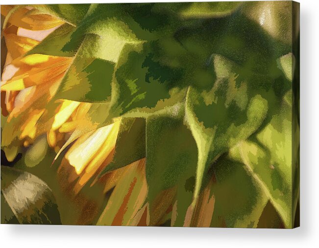 Sunflower Acrylic Print featuring the photograph Burst - by Julie Weber