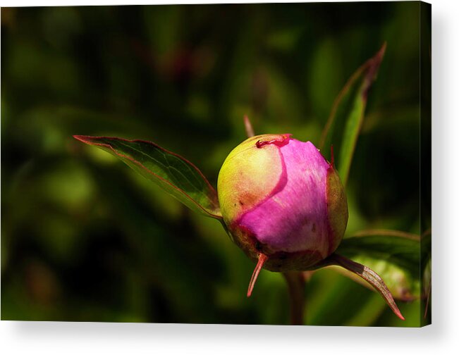 Peony Acrylic Print featuring the photograph Busting Out by John Roach