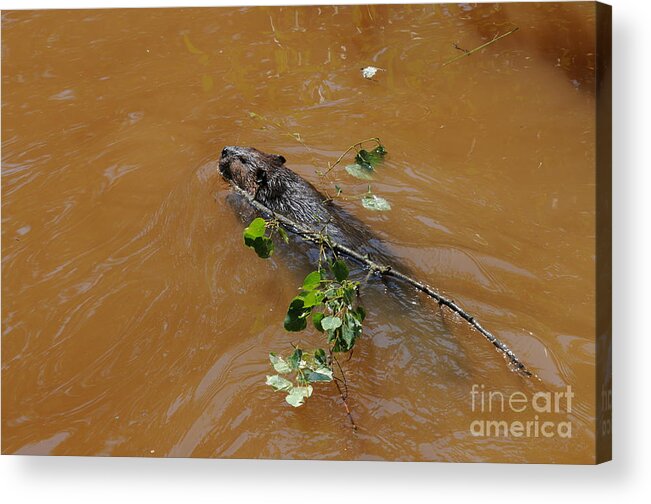 Beaver Acrylic Print featuring the photograph Busy Beaver by Sandra Updyke