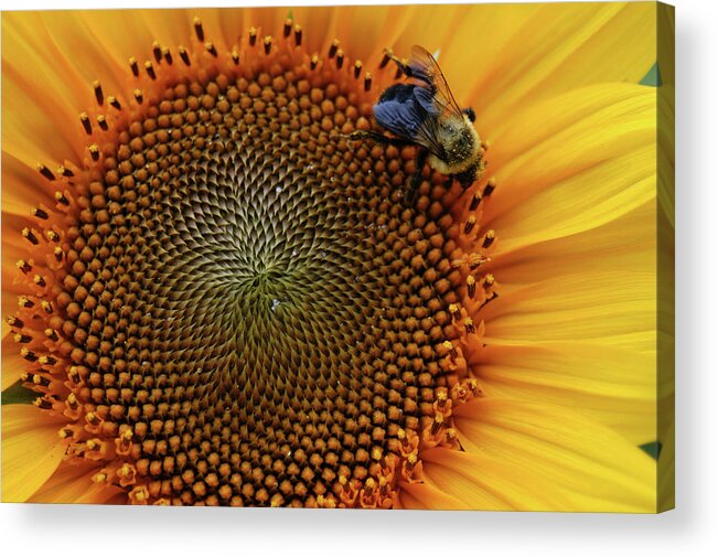 Floral Acrylic Print featuring the photograph Busy Bee by Mike Martin