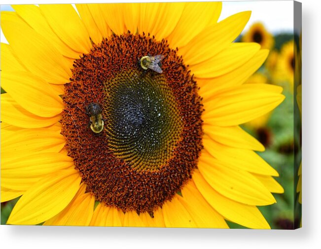 Flower Acrylic Print featuring the photograph Busy Bees by Joseph Caban