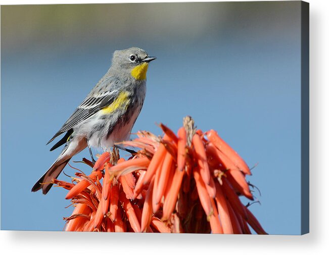 Yellow-rumped Warbler Acrylic Print featuring the photograph Butter Butt by Fraida Gutovich