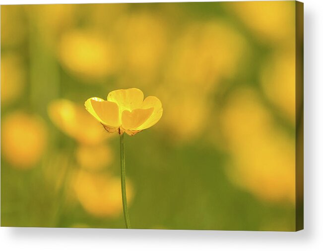 Nature Acrylic Print featuring the photograph Butter wouldnt melt by Wendy Cooper