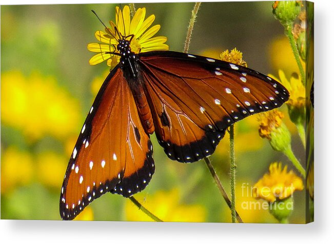 Nature Acrylic Print featuring the photograph Butterfly 1 by Christy Garavetto