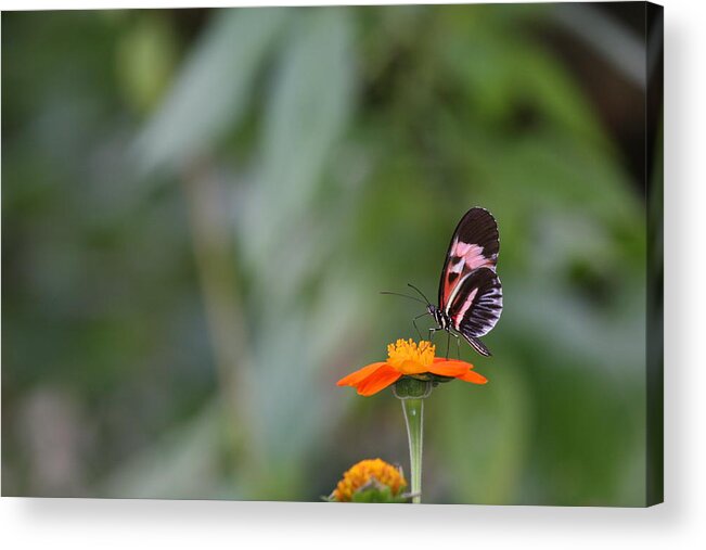 Butterfly Acrylic Print featuring the photograph Butterfly 16 by Michael Fryd