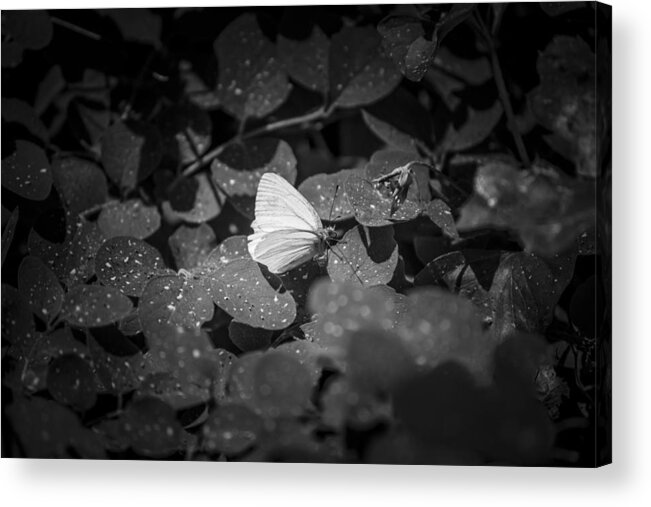  Acrylic Print featuring the photograph Butterfly 8 by Reed Tim