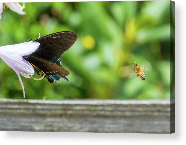 Butterfly Acrylic Print featuring the photograph Butterfly and Bee by D K Wall
