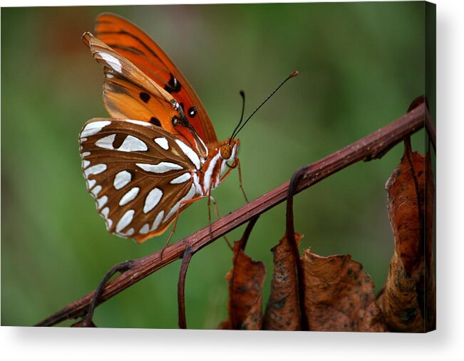 Butterfly Acrylic Print featuring the photograph Butterfly and Vine by Cathy Harper