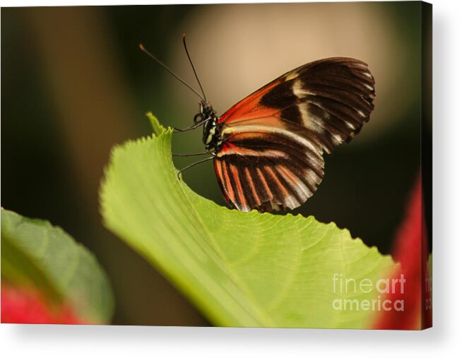 Butterfly Acrylic Print featuring the photograph Butterfly Curling Edge Of Leaf by Max Allen