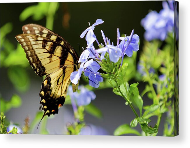 Wildlife Acrylic Print featuring the photograph Butterfly by Dillon Kalkhurst