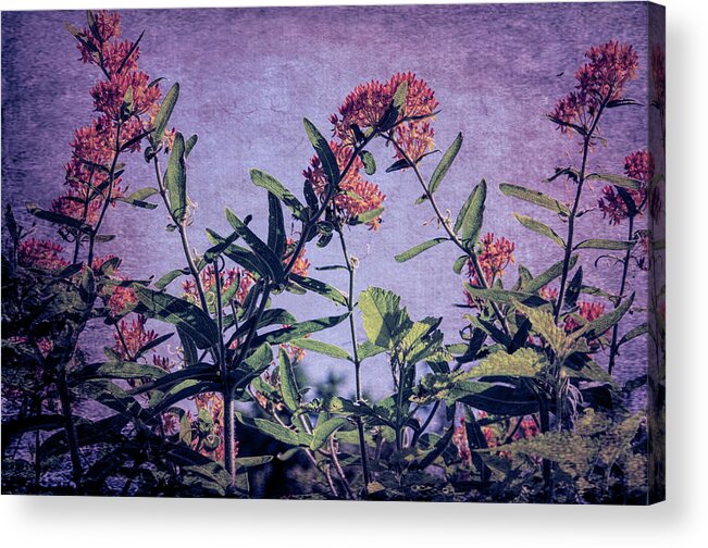 Flowers Acrylic Print featuring the photograph Butterfly Fantasy by Jim Cook