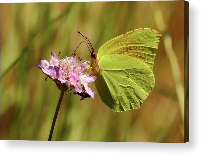 Butterfly Acrylic Print featuring the photograph Butterfly Feeding by Jeff Townsend