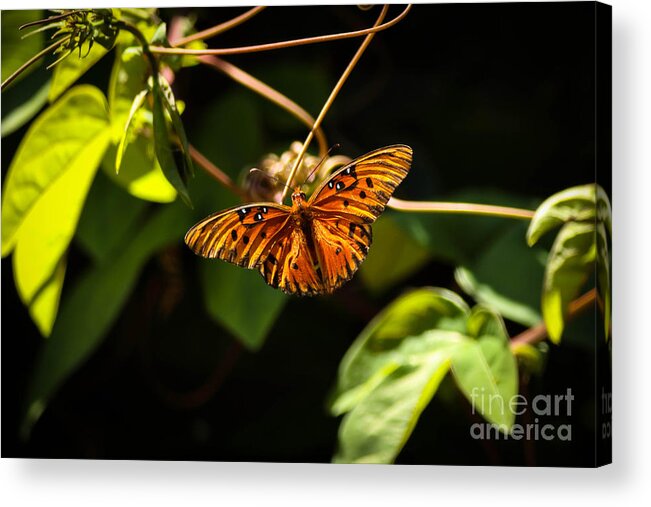 Nature Acrylic Print featuring the photograph Butterfly in Spring by George Kenhan