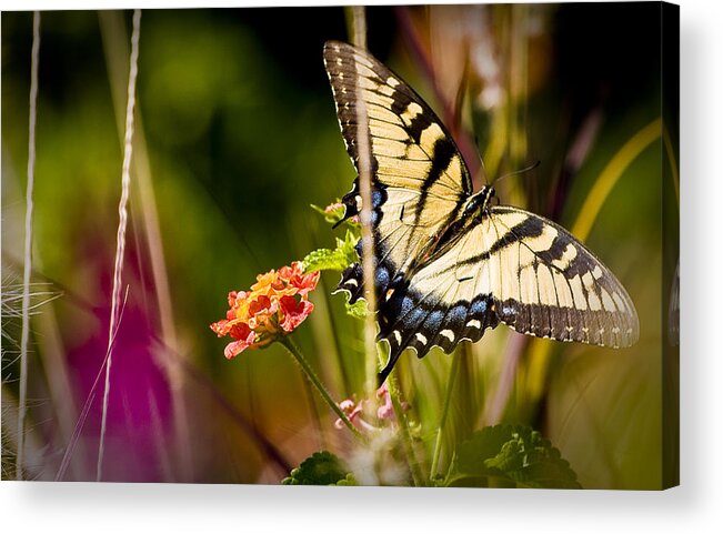 Nature Acrylic Print featuring the photograph Butterfly Jungle by Ches Black