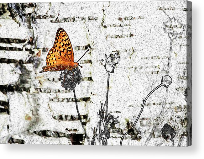 Butterfly Acrylic Print featuring the digital art Butterfly by K Bradley Washburn