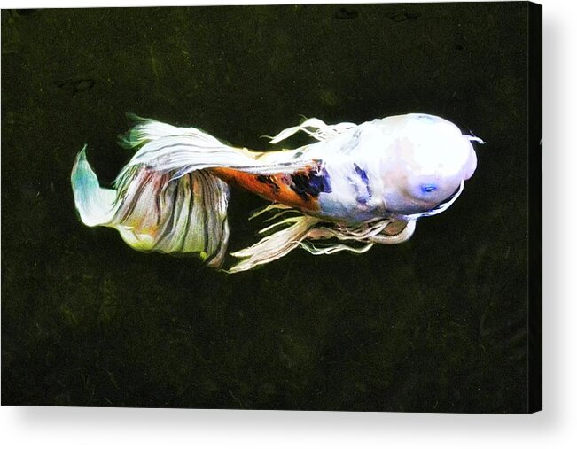 Koi Acrylic Print featuring the photograph Butterfly Koi Fish by Kirsten Giving