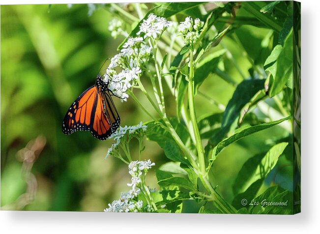 Butterfly Acrylic Print featuring the photograph Butterfly by Les Greenwood