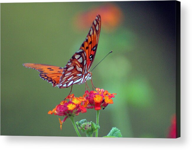 Butterfly Acrylic Print featuring the photograph Butterfly Majestic by DB Hayes
