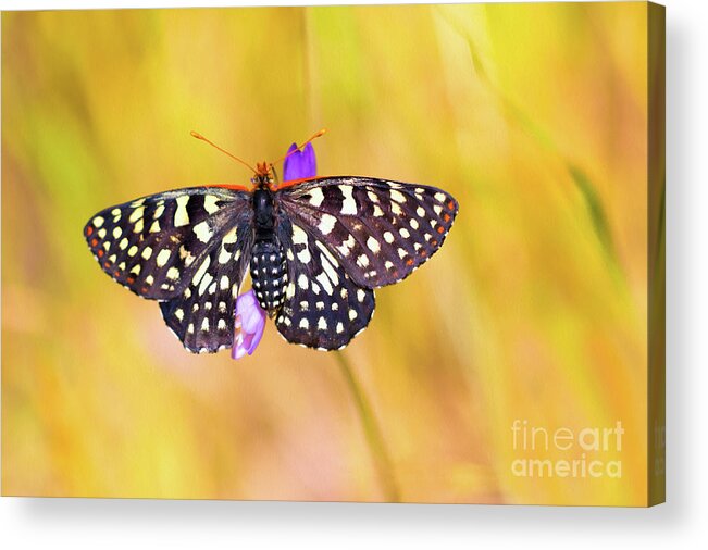 Butterfly Acrylic Print featuring the photograph Butterfly On A Lupine by Mimi Ditchie