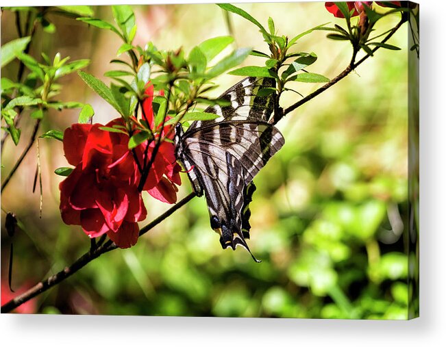 Butterfly Acrylic Print featuring the photograph Butterfly on an Azalea by Belinda Greb