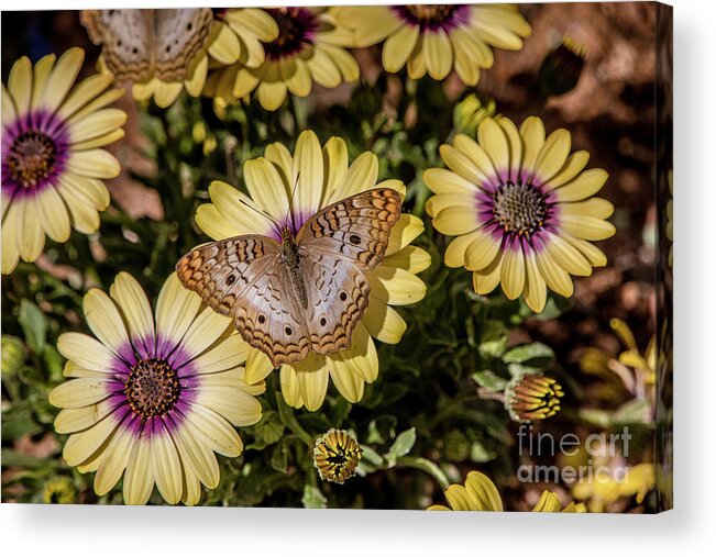 Tl Wilson Photography Acrylic Print featuring the photograph Butterfly on Blossoms by Teresa Wilson