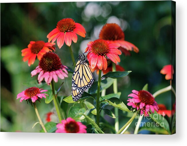 Monarch Butterfly Photo Acrylic Print featuring the photograph Butterfly on Cone Flowers by Luana K Perez