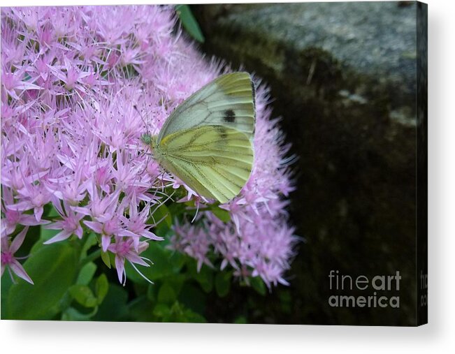 Artistic Acrylic Print featuring the photograph Butterfly on Mauve Flowers by Jean Bernard Roussilhe