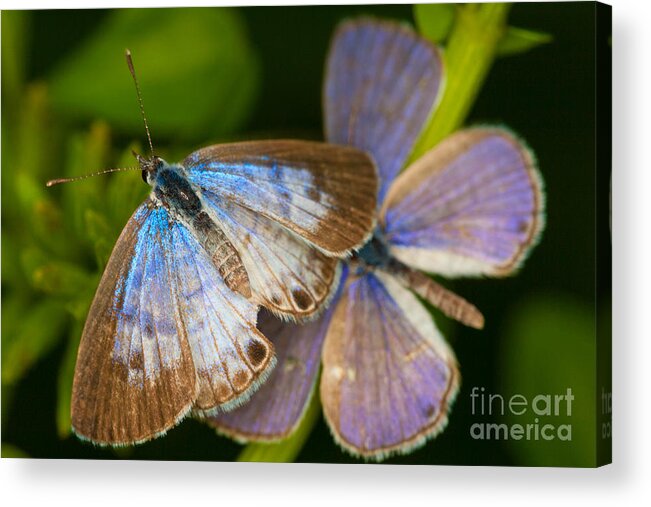 Leptotes Cassius Butterfly Acrylic Print featuring the photograph Butterfly Pair by Diane Macdonald