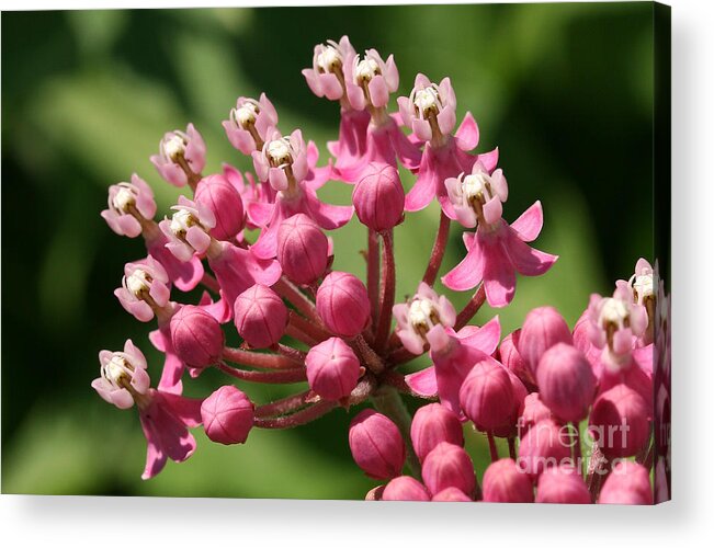 Flower Acrylic Print featuring the photograph Butterfly Weed by Steve Augustin