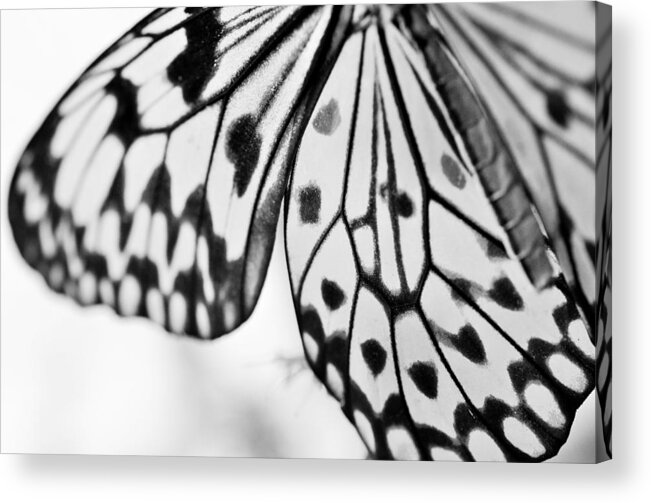 Butterfly Wings Acrylic Print featuring the photograph Butterfly Wings 3 - Black And White by Marianna Mills