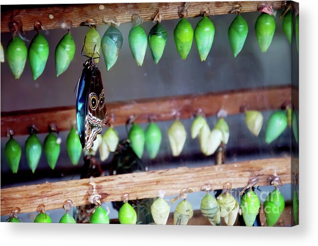 Butterfly Chrysalis Acrylic Print featuring the photograph Butterfly With Butterfly Chrysalis 1 by Andee Design