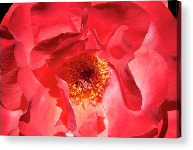 Rose Acrylic Print featuring the photograph By Any Other Name by Mike Stephens