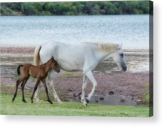 Wild Horses Acrylic Print featuring the photograph By Mama's Side is a Good Place To Be by Saija Lehtonen