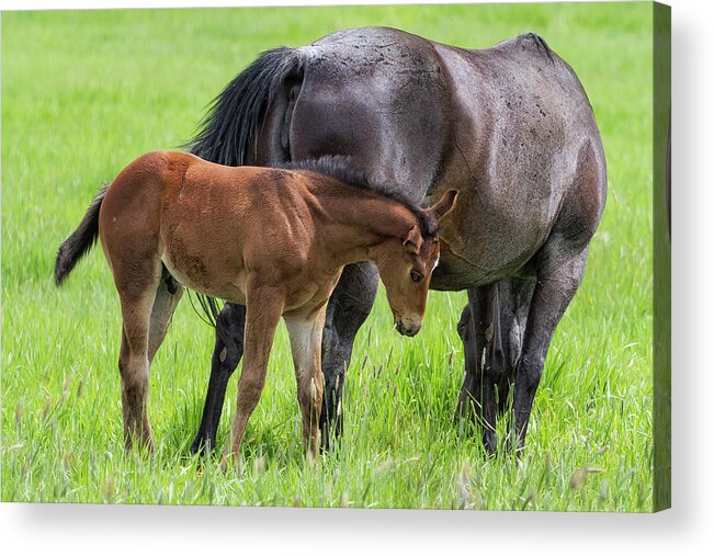 Horses Acrylic Print featuring the photograph By Mother's Side by Belinda Greb