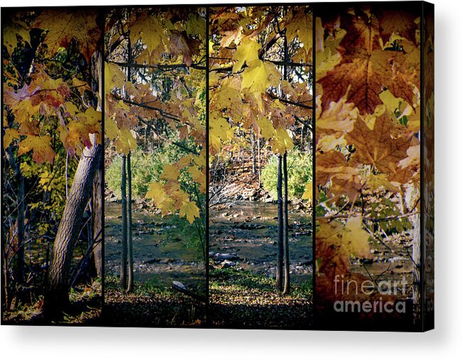 Fall Acrylic Print featuring the photograph By the Creek by William Norton